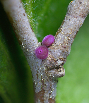 Striped Hairstreak eggs